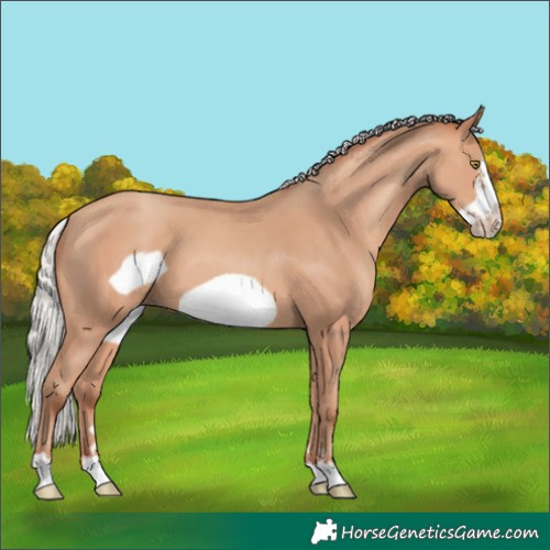 Horse Color:Silver Amber Champagne Frame 