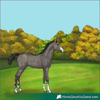 Horse Color:Grullo and Grullo