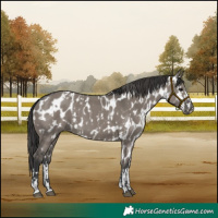 Horse Color:Grullo  and Grullo Near Leopard 