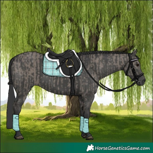 Horse Color:Grullo and Black