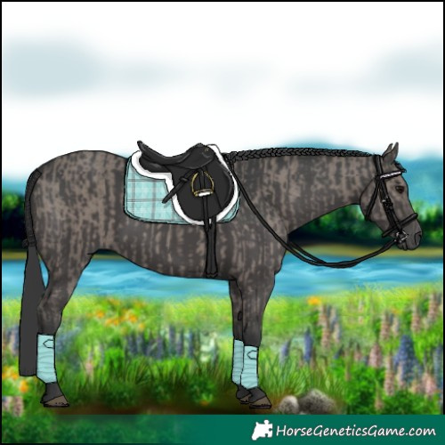 Horse Color:Grullo  and Black 