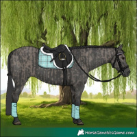 Horse Color:Grullo  and Black 
