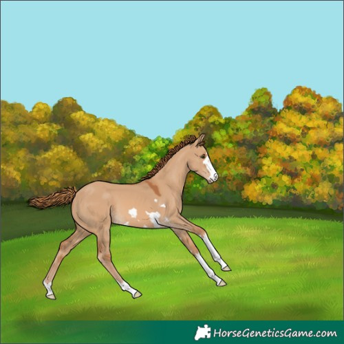 Horse Color:Red Dun 