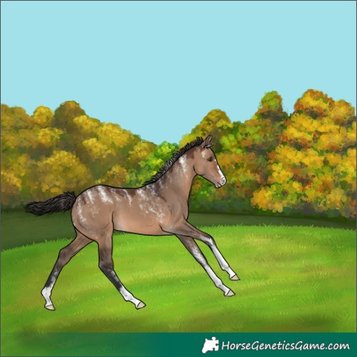 Horse Color:Powder White Brown Dun 