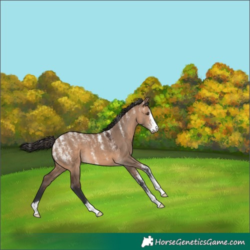 Horse Color:Powder White Bay Dun 