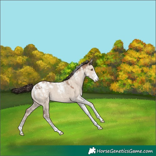 Horse Color:Powder White Classic Champagne Dun 