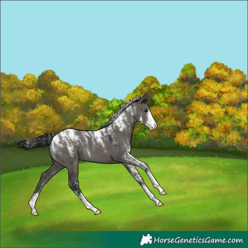 Horse Color:Powder White Grullo 