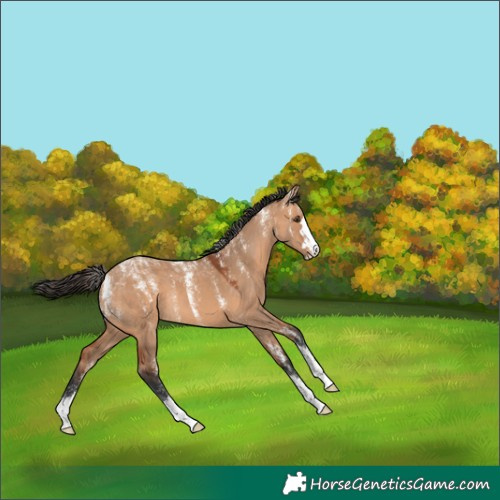 Horse Color:Powder White Bay Dun 