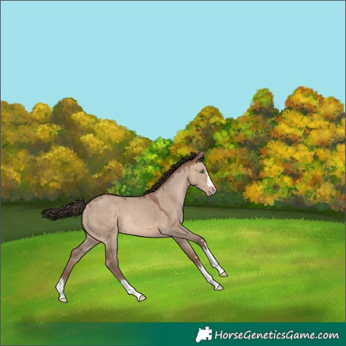 Horse Color:Sable Champagne Dun 