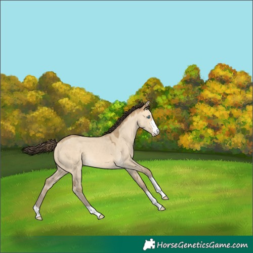 Horse Color:Sable Cream Champagne Dun 
