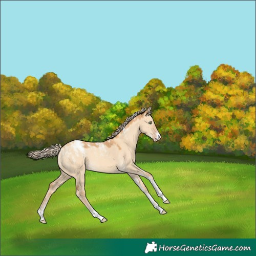 Horse Color:Powder White Gold Cream Champagne Dun 