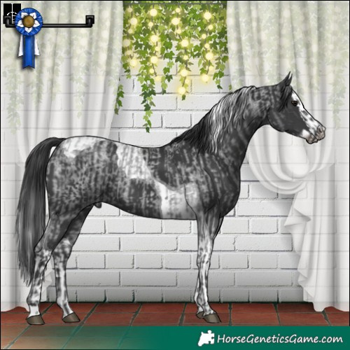 Horse Color:Blue Roan  and Black Splash Tobiano 