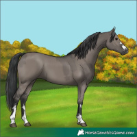 Horse Color:Grullo  and Grullo 