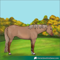 Horse Color:Red Dun 