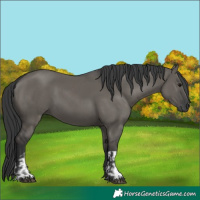 Horse Color:Grullo and Grullo