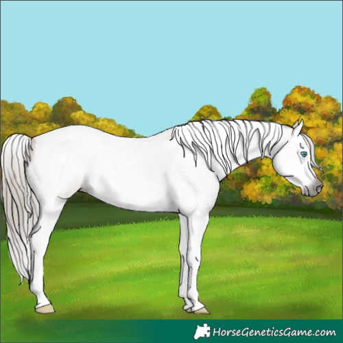 Horse Color:Gray Buckskin Splash Tobiano Appaloosa 