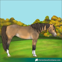 Horse Color:Buckskin 