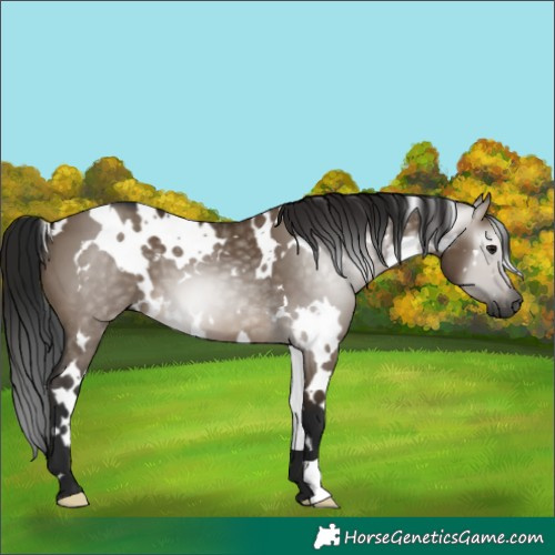 Horse Color:Gray White Spotted Brown Dun 