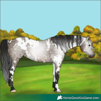 Horse Color:Gray White Spotted Brown Dun