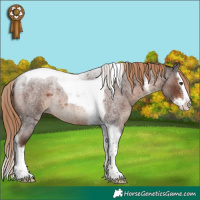Horse Color:Liver Red Roan Splash Tobiano Rabicano 