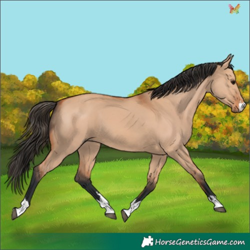 Horse Color:Bay Dun 
