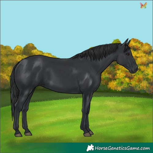 Horse Color:Black 