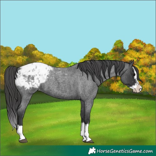 Horse Color:Blue Roan Splash Appaloosa Rabicano 