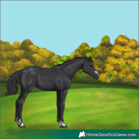 Horse Color:Black 
