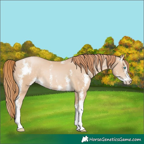 Horse Color:Buckskin Pearl Sabino Rabicano