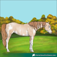 Horse Color:Buckskin Pearl Sabino Rabicano
