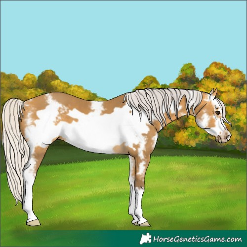 Horse Color:Silver Buckskin Sabino Frame 