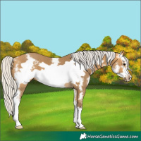Horse Color:Silver Buckskin Sabino Frame