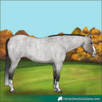 Horse Color:Grullo Roan  and Grullo Roan Splash 
