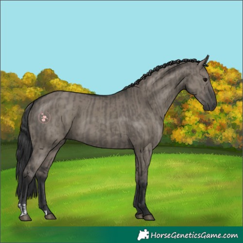 Horse Color:Grullo and Grullo