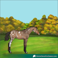 Horse Color:White Spotted Bay Dun
