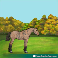 Horse Color:Grullo  and Bay Dun 