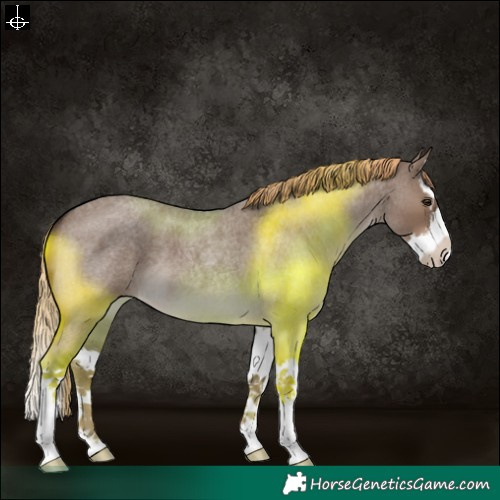 Horse Color:White Spotted Liver Red Dun Roan Splash 