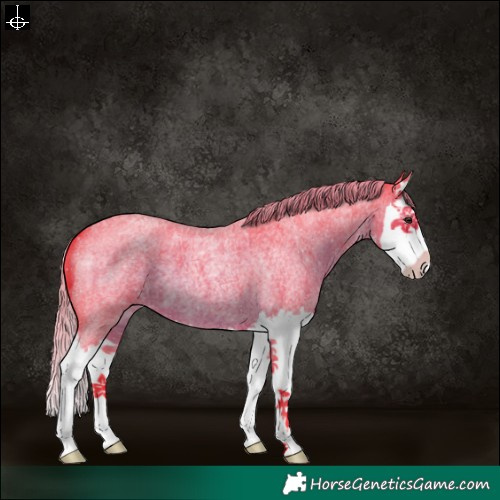 Horse Color:Watercolor White Spotted Liver Red Roan Splash 