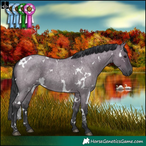 Horse Color:White Spotted Grullo Roan 