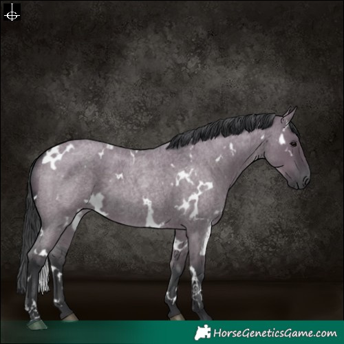Horse Color:White Spotted Grullo Roan 