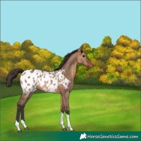 Horse Color:Brown Dun Tobiano Appaloosa 