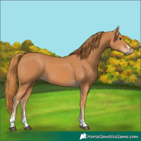 Horse Color:Chestnut 