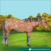 Horse Color:Bay Tobiano Snowflake Varnish