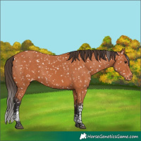 Horse Color:Bay Tobiano Appaloosa 