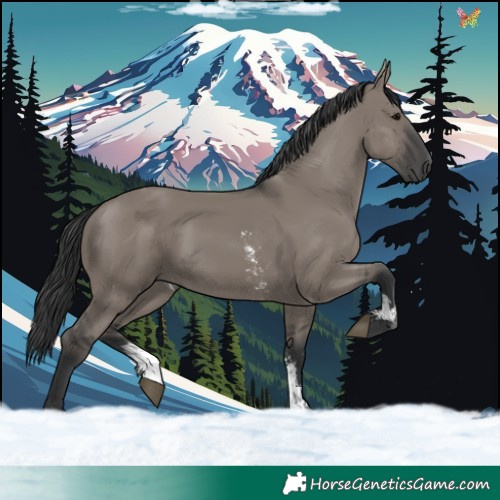 Horse Color:Grullo Sabino Rabicano 