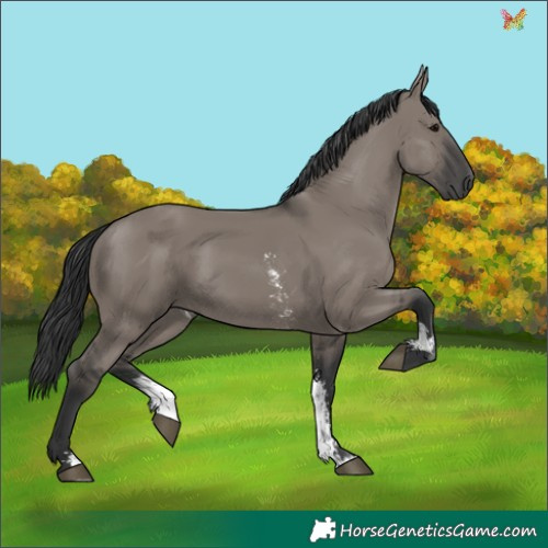 Horse Color:Grullo Sabino Rabicano 