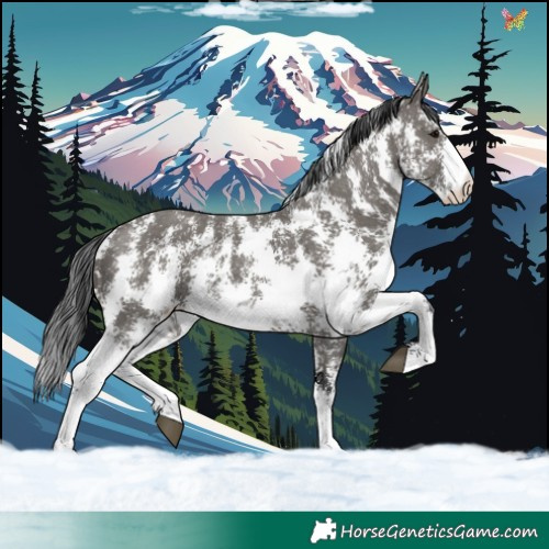 Horse Color:Grullo Sabino Rabicano