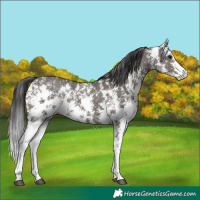 Horse Color:Smoky Grullo Sabino Rabicano