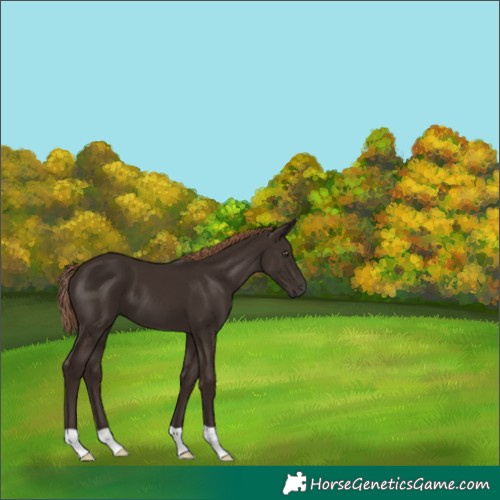Horse Color:Liver Chestnut 