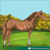Horse Color:Chestnut Tobiano Frame Appaloosa Rabicano 